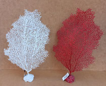 Falso coral. Ref 26088 y 26090. 45x27x7