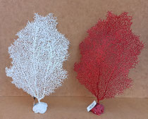 Falso coral. Ref 26088 y 26090. 45x27x7