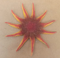 Estrella de mar japonesa. Ref 10864002. 20 centímetros diámetro
