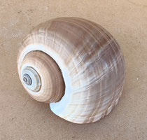 Caracola Tonna olearium. Ref 10733009. 17 cms