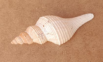 Caracola Hemifusus kawamurai. Ref 10813002. 11,5x4,5x3,5