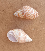 Caracola Babylonia zeilanica. 5x3