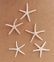 Estrella de mar natural. Ref 10740001. 8/10 cms