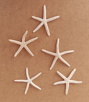 Estrella de mar natural. Ref 10740001. 8/10 cms