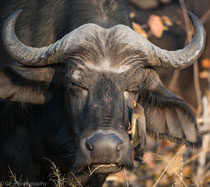 African Buffalo, Savuti, Chobe National Park, Botswana 2015