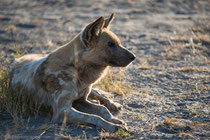 African Wild Dog, near Kwara Camp, Okawango Delta, Botswana 2015