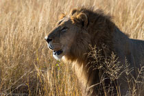 Lion, near Kadizora Camp, Okawango Delta, Botswana 2015