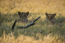 Lion cubs, near Kadizora Camp, Okawango Delta, Botswana 2015