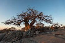 Baobab in the morning light, Kubu Island, Botswana 2015