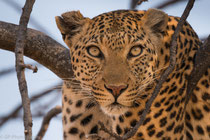 Leopard sitting in a tree,  near Kwara Camp, Okawango Delta, Botswana 2015
