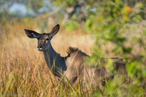 Kudu, near Kwara Camp, Okawango Delta, Botswana 2015