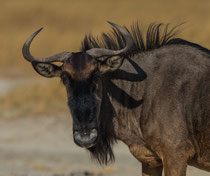 Blue Wildebeest, Nata Bird Sanctuary, Botswana 2015