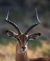 Impala, Moremi Game Reserve, Botswana 2015