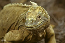 Galapagos Land Iguana (Conolophus subcristatus) - Galapagos, Ecuador - 1995
