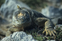 Galapagos Land Iguana (Conolophus subcristatus) - Galapagos, Ecuador - 1995