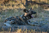 African Wild Dog, near Kwara Camp, Okawango Delta, Botswana 2015