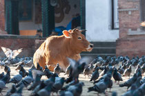 Durbar square, Kathmandu, Nepal, 2013