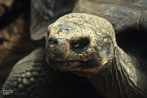 Galápagos giant tortoise- Galapagos, Ecuador - 1995