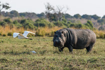 Hippopotamus, Chobe River, Kasane, Botswana 2015
