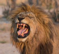 Lion, Savuti, Chobe National Park, Botswana 2015