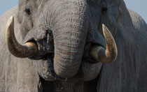 African Elephant, Hwange National Park, Zimbabwe 2015