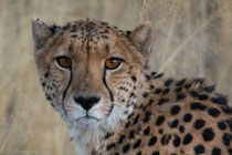 Cheetah, near Kwara Camp, Okawango Delta, Botswana 2015