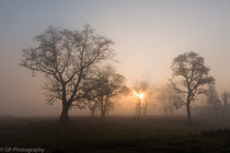 Trees in the morning mist, Chitwan National Park, Nepal, 2013