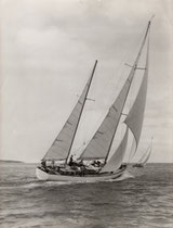 "Stormvogel"