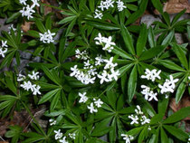 Galium (Labkraut) / Rubiaceae