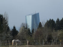 Blick vom Waldrand auf die "neue" EZB in Frankfurt-Ost