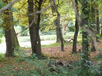 Parklandschaft Schloß derer von Ysenburg in Meerholz