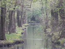 Spreewald