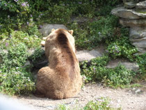 Bär im Burggraben