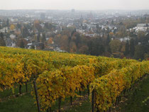 Weinberg der Stadt Wiesbaden