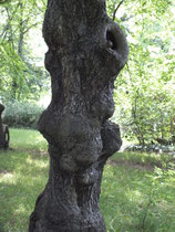 Park an der Saale