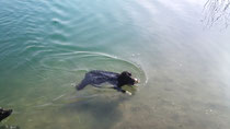 Faye im Wasser
