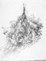 „Schleierkraut“ 1976, Bleistift, 61,5x46cm