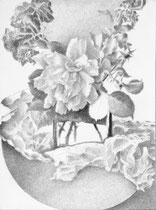 „Rosen und Papier“, 1974, Bleistift, 34x24,5cm