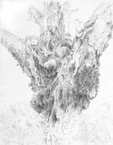 „Der alte Kirschbaum“,2013, Bleistift, 60x47cm