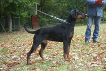 Gwendolyn vom hellerwald