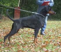 Ianuk vom Hellerwald