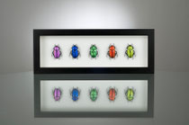 Beetles Rainbow