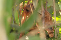 Sinharaja (Sri Lanka)