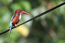 Kalametiya (Sri Lanka)
