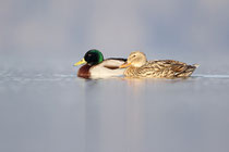 Greifensee (Schweiz)