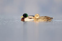 Greifensee (Schweiz)