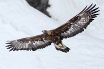 Steinadler