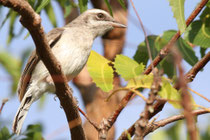 Kalametiya (Sri Lanka)