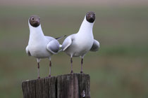 Lachmöwe