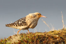Komagvaer (Norwegen)
